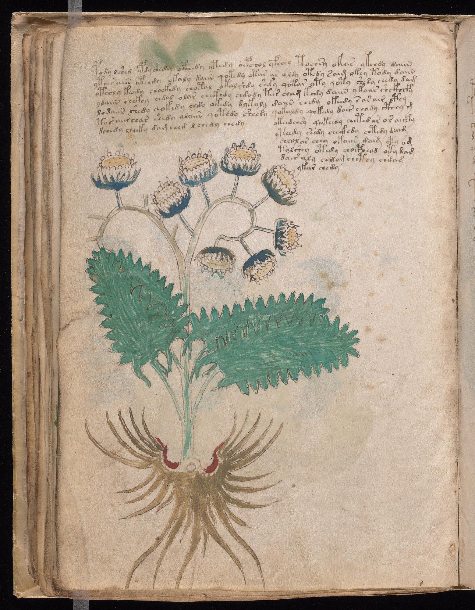 Voynich Manuscript folio f46v — Beinecke MS 408